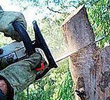 How Our Tree Care Process Works  in  Oakhurst, CA