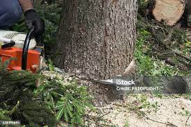 Oakhurst, CA Tree Care Company