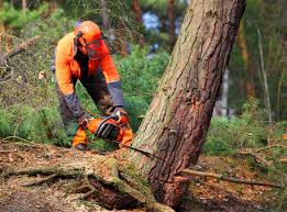 Best Tree Disease Treatment  in Oakhurst, CA