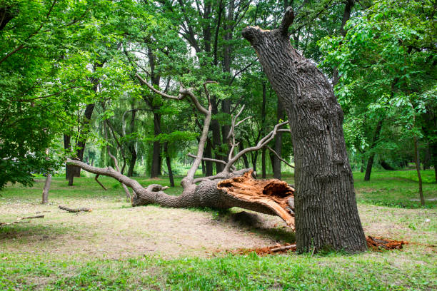 Best Tree Maintenance Programs  in Oakhurst, CA