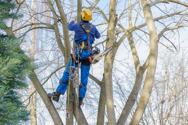 Best Lawn Maintenance Plans  in Oakhurst, CA