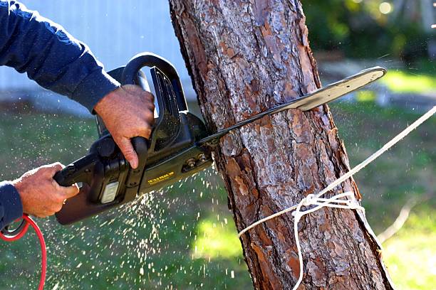 Best Tree Mulching  in Oakhurst, CA