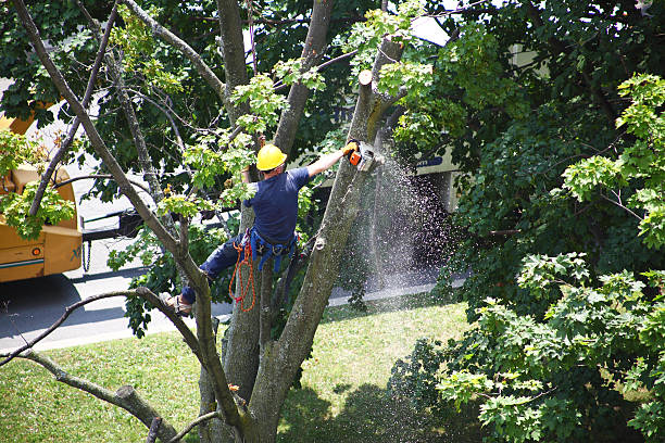 Best Hedge Trimming  in Oakhurst, CA