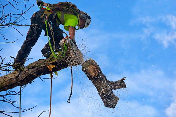 Best Lawn Watering Services  in Oakhurst, CA