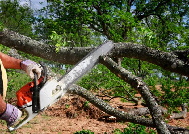 Best Tree Health Inspection  in Oakhurst, CA